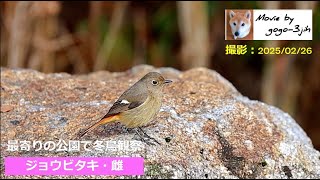 最寄りの公園で冬鳥観察・ジョウビタキ雌