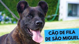 Cão de Fila de São Miguel - Saint Miguel Cattle Dog - Facts and Information