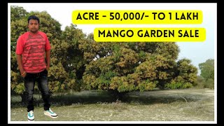 1 Acre Mango Garden || 50,000/- to 1 Lakh only