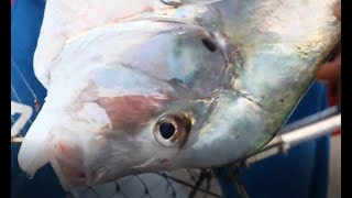 Full Strike Ikan Besar di Pulau Tunda Karangantu Serang – Banten Mancing & Snorkeling