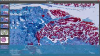 Setting Jenoptik Gryphax Microscopy Software Preferences