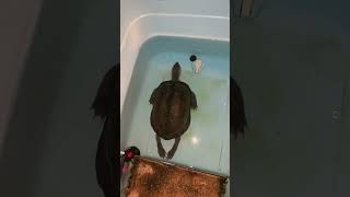 ヒーターに骨抜きにされたクサガメ🐢足ぴーん！