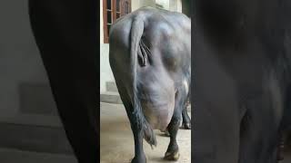 #shorts video || the best udder quality murrah buffalo || super murrah buffalo 🐃