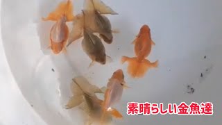 【土佐錦】高知の素晴らしい地金魚の紹介【天然記念物】