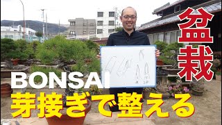 芽接ぎで盆栽を整える【盆栽・初心者講座】