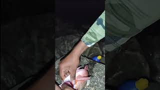 മീനിനെ എങ്ങനെ കൊല ചയ്യാം #fishing #maldivesfishing #killing #murdermystery2 #shorts