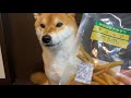 【asmr】大好物のおやつを食べる音【柴犬】