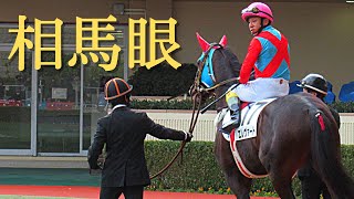 【現地撮影動画】あなたの相馬眼は？勝った馬を当ててください　パドッククイズ難易度F