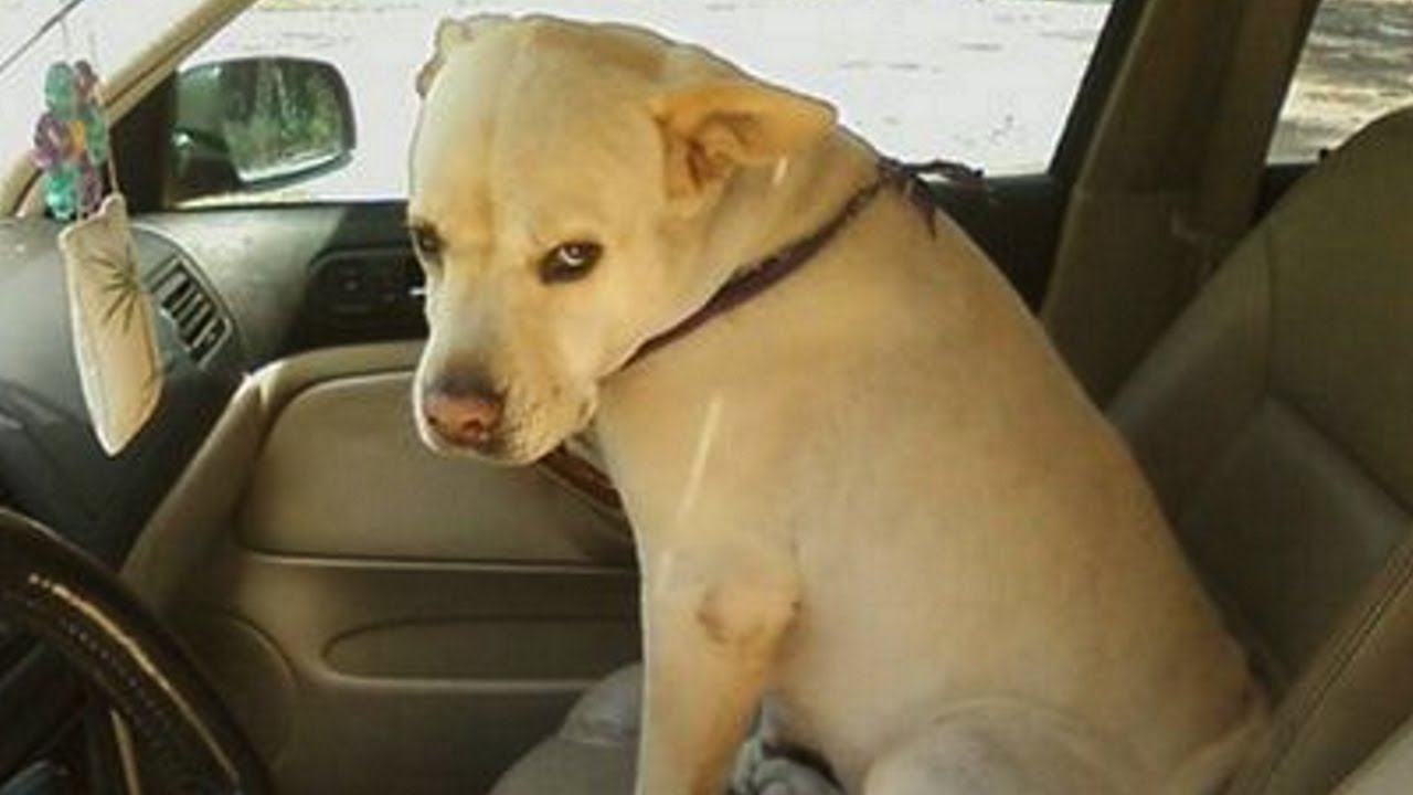 Angry Dogs Compilation 2018 Youtube