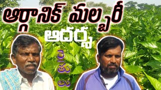 #2022 #agriculture #modernagricuture#malbar #మల్బరీ#పట్టు #organicfarming #ఆర్గానిక్#KISAN GURU TV