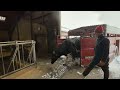 Modern Robotic Machine for Cows Feeding and Cleaning - New Cattle Farm 2023