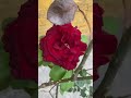 Rose#natural flowers#naturebeauty #youtubeshorts