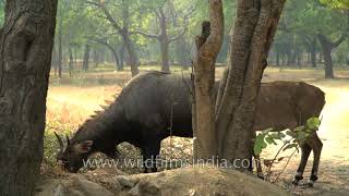 Nilgai  in Adhchini : The Blue Cows of Half sugar