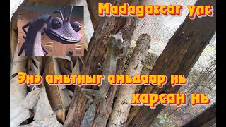 МАДАГАСКАРЫН ЕР БУСЫН АМЬТАД #animals #exotic #travel #munkhtselmeg #monster #vlog #mongolia