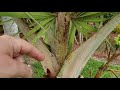 identifying and getting rid of scale and mealybugs on your palms.