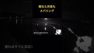 南なら月夜はランガンなメバリング  知多半島#メバリング #知多半島#メバル