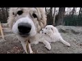 朝は気が済むまで息子（格下）に遊んでもらうベルです　great pyrenees　グレートピレニーズ