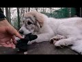 朝は気が済むまで息子（格下）に遊んでもらうベルです　great pyrenees　グレートピレニーズ