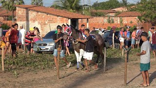 Corrida de cavalos em croata Alexandre e holandesa em 300 metros 11/01/25