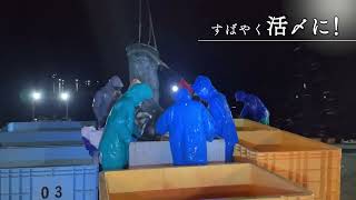 宮城県産活〆生銀鮭骨取り（養殖）