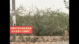 中国新疆阿克苏红旗坡苹果原产地 Origin of Hongqipo apple in Aksu, Xinjiang, China