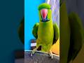 Parrot sound ❤️My handsome talkative parrot Zoomi ❤️