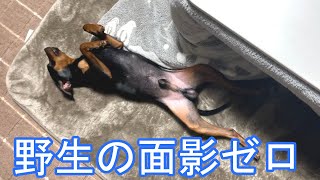 野生の面影が全く無い室内犬代表のジロ【ミニピン】