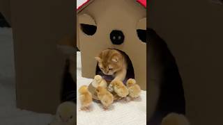 (Click below to watch the full version)The cat invites the chicken to live in the new house