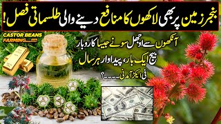 CASTOR (Ricinus) Farming in Pakistan | Profitable Business Like Gold | Kissan ka Pakistan