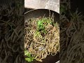 永島農園 dry delish おひさま椎茸とつた金海苔のおいしいパスタ spaghetti with mushrooms and seaweeds 🍝