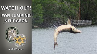 Watch for Jumping Sturgeon!