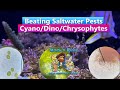 Beating Saltwater Aquarium Pests - Cyano, Dino, Chrysophytes with Mack's Reef