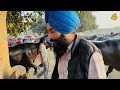 bfa ਪਸ਼ੂ ਮੇਲਾ ਧਨੌਲਾ ਵਿਖੇ ਮੋਹਰਾ ਝੋਟਿਆਂ ਦੀ ਫਸਵੀਂ ਟੱਕਰ bfa pashu mela dhanaula rangle punjabi