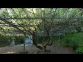 厳島神社　高倉神社の摂社　福岡県遠賀郡岡垣町高倉１１１３