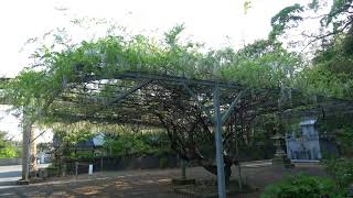 厳島神社　高倉神社の摂社　福岡県遠賀郡岡垣町高倉１１１３