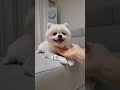 포메라니안 승질머리 테스트 dog personality test 귀여운강아지 포메성격 puppy 강아지