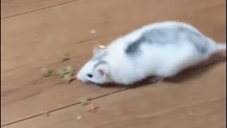 Pet rat store food at high speed❗🐀💨