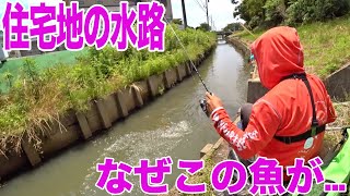 住宅地の水路で信じられない魚が大増殖中らしい…