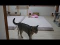 テンションが上がってコマ送りみたいな動きをする猫【スコティッシュフォールド】【アビシニアン】