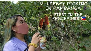 MULBERRY PICKING IN PAMPANGA PHILIPPINES 2021 + PLANTS IN BLOOM