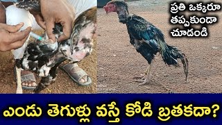 ఎండు తెగులు రోగానికి ఎలాంటి మందులు వాడాలి