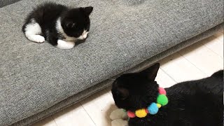 【保護子猫】ハチワレ同士が対面した結果