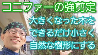 【コニファーの剪定】大きな木を低く小さく、かつ自然な樹形にする手入れ🌲👍