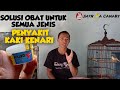 🔴SOLUSI OBAT UNTUK SEMUA JENIS PENYAKIT KAKI KENARI‼️ || KILER V‼️