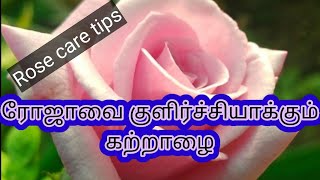 ரோஜா செடியை கோடையிலிருந்து காப்பாற்றும் கற்றாழை / MJ Terrace Garden