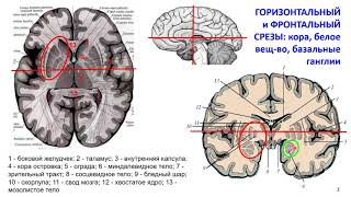 Дубынин В. А. - Мозг: как он устроен и работает - Лекция 4