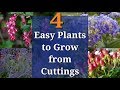 4 Easy Plants to Grow from Cuttings