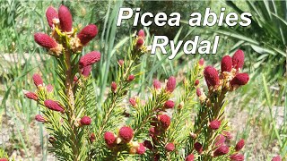 Picea abies Rydal - ель с красными приростами!