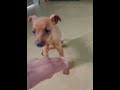 Miniature pinscher pup for sale mb9357302307#viralvideo #youtubeshorts #puppy #min pin#