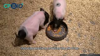 Effects of acidifiers on the gastrointestinal trac.#farm #pig #piggy #piglet #youtube